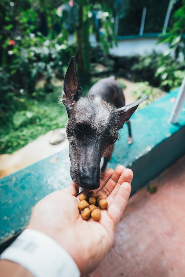 Combining Home Décor and Pet Shop Essentials for a Stylish, Pet-Friendly Home